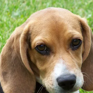 Canela